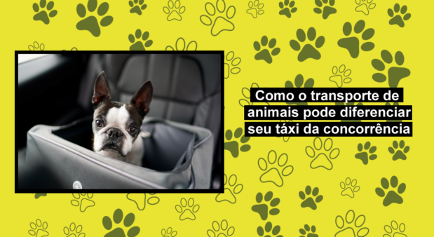 Como o transporte de animais pode diferenciar seu táxi da concorrência